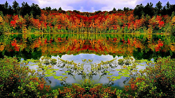 Autumn Forest Lake, reflection, trees, autumn, nature, forest, lake HD wallpaper