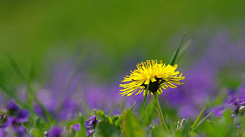 Grass, Flower, Macro, Greens, Field, Dandelion HD wallpaper