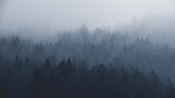 Misty day, fog, nature, trees HD wallpaper