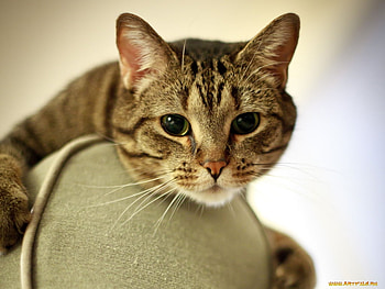 Cat's face, sweet, kitten, cat, feline, sleep HD wallpaper