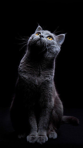 Adorable cat , Charming and delightful, Playful and cute, Heartwarming cat companions HD phone wallpaper