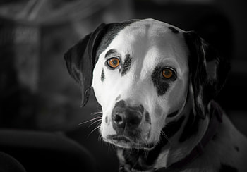 Dalmatian, dog, black, white, bw, face, caine HD wallpaper