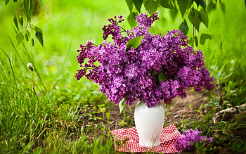 LILAC, vase, Meadow, Bouquet HD wallpaper
