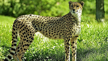 Animals, Grass, Cheetah, Predator, Look HD wallpaper