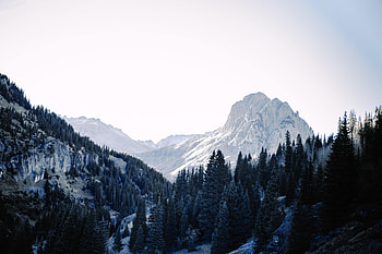 Nature, Trees, Sky, Mountains, Snow, Spruce, Fir HD wallpaper