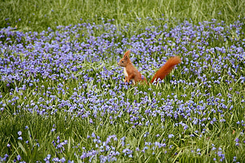 Animals, Nature, Squirrel, Flowers, Field HD wallpaper