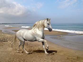 Animals, Horses, Beach HD wallpaper