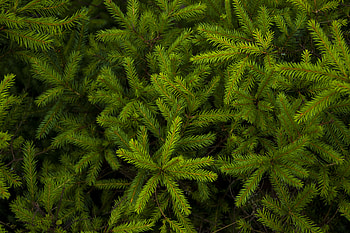 Plant, Macro, Branches, Fir, Spruce, Needles HD wallpaper