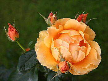 Perfect Rose, rose, peach, color, petal HD wallpaper