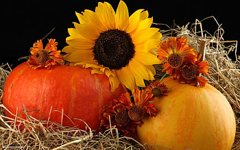 Fall Pumpkins Background - Mlimos. HD wallpaper