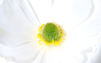 Flower, Macro, Light, Petals, Light Coloured, Tenderness, Insides, Entrails HD wallpaper