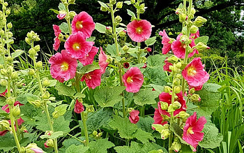 Mallows, Latvia, flowers, red HD wallpaper