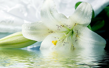 White tiger lilies, , Beautiful flowers, Stunning background HD wallpaper