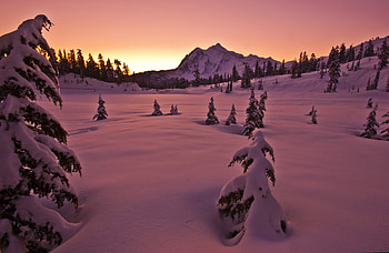 Snow, , Winter, Forest, Sunset, Tree HD wallpaper