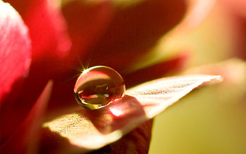 Macro, Moisture, Drop, Dew, Petal HD wallpaper