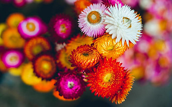 Colorful Flowers, buds, awesome, blooming, soft, flowers, macro HD wallpaper