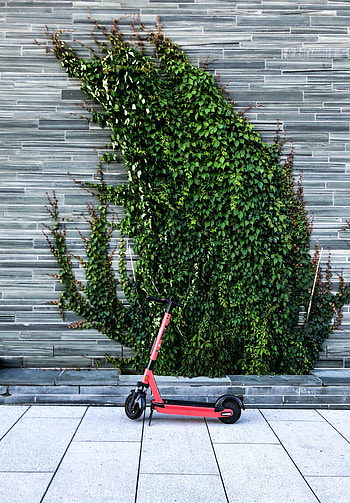 Transport, Miscellanea, Miscellaneous, Wall, Scooter, Ivy HD phone wallpaper
