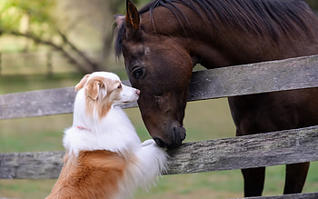 Dog and Horse, dog, horse, friends, fence HD wallpaper