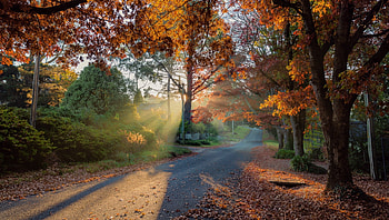 Country road, silhouettes, backgrounds, shadows, leaves, light, beautyiful, autumn, road, nature, forest HD wallpaper