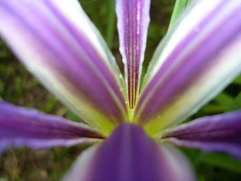 Beautiful Flower, necros89, beautiful, flower HD wallpaper