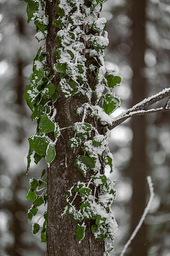 Leaves, Snow, Plant, Macro, Wood, Tree HD phone wallpaper