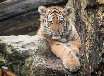 Tiger Cub, Animals, , Background HD wallpaper