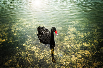 Swan, Animals, Black swan HD wallpaper