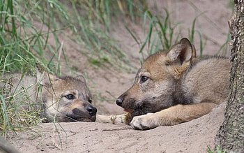 friends, white, timber, saying, black, wolves, , wolf, canislupus, howling, wolf art, wisdom HD wallpaper