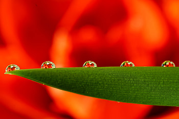 Leaf, water drops, close up HD wallpaper