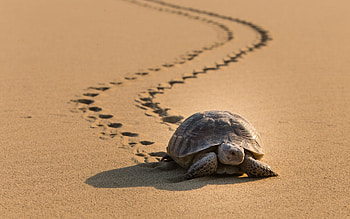 Turtle on Sand, animal, footprints, turtle, sand HD wallpaper
