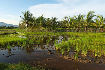 Cambodia, Policy reform, Environmental protection, Sustainable development HD wallpaper