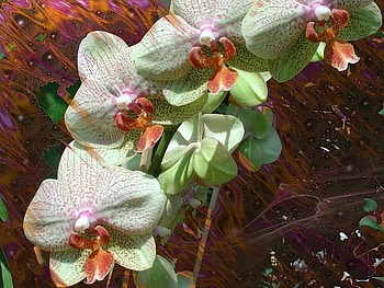 Pink & White Orchids, pink, white, nature, flowers, orchids HD wallpaper