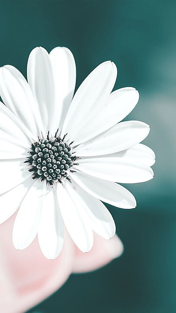 White Flowers, Beautiful White Flowers, Beautiful Flowers HD phone wallpaper