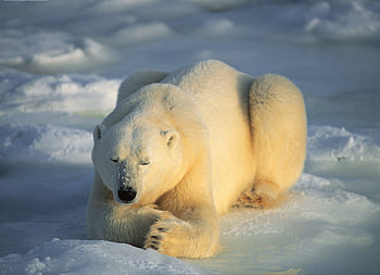The Sunbather, polar bear, sun, snow, big paws HD wallpaper