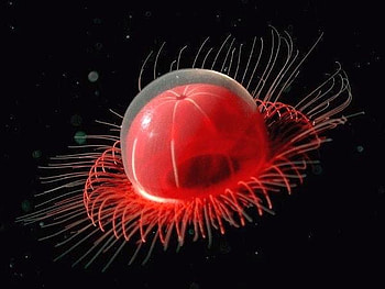 Jellyfish, cool, , red HD wallpaper
