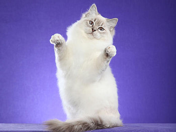 Ragdoll cat, animal, kitten, ragdoll, cat, feline HD wallpaper