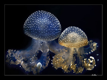 ART OF NATURE, unbrella-shaped, tentacles, sealife, jellyfish, ocean, dangerous HD wallpaper