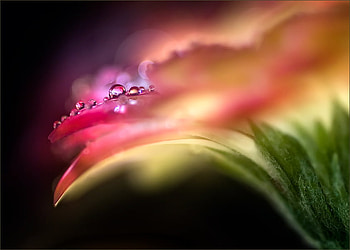 FANTASY FLOWER, abstract, glowing, flower, bright HD wallpaper