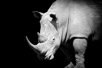 Rhino, Animals, Rhino on dark background, Digital printing HD wallpaper
