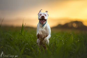 Pitbull Dog Breed Running, pitbull, dog, animals HD wallpaper