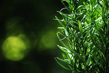 Companion plants, Grow with rosemary, 15 best plants, Rosemary companion HD wallpaper