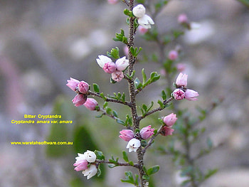 BEAUTIFUL BLOSSOM, pink, flowers, shrub, pretty HD wallpaper