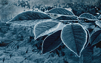 Plants, Leaves, Art HD wallpaper