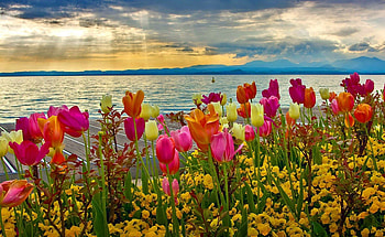 Lakeside Flowers, pansies, blossoms, clouds, sky, tulips, mountains, water HD wallpaper