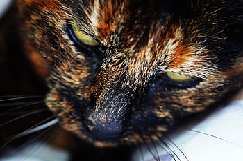 Animals, Cat, Muzzle, Spotted, Spotty, Close-Up HD wallpaper