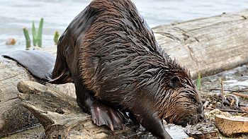Beaver , Nature backgrounds, Wildlife , Animal HD wallpaper