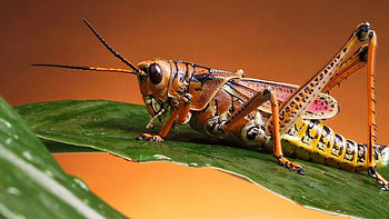 Grasshopper, Wildlife, Green leaf, Invertebrate HD wallpaper