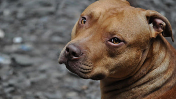 Pitbull, dog, graphy, loyal, perfect, beauty, big, strong, smart, pet, guard dog, powerful, sweet, guardian, gorgeous, beautiful, companion, playful, best friend, family, hop, funny, canine HD wallpaper