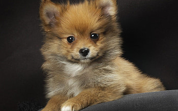 Puppy, animal, dog, friend, swett HD wallpaper