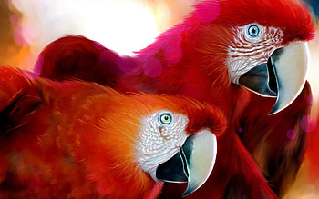 Animals, Birds, Parrots HD wallpaper